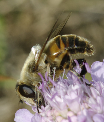 Eristalis tenax